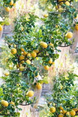 Урожай лимонов. БШ