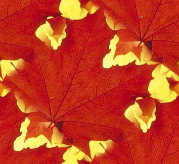 Красные листья на желтом