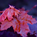 Пурпурные листья