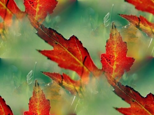 Золотая осень. Багряные листья на зеленом