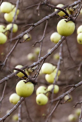 Зеленые яблорки на обнаженном дереве