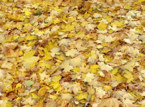 Золотая осень осыпала кленовыми листьями дорожки