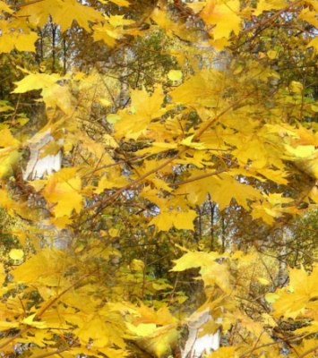 Золотая осень. Деревья