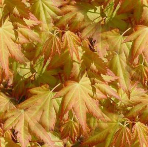 Золотая осень раскрашивает листву