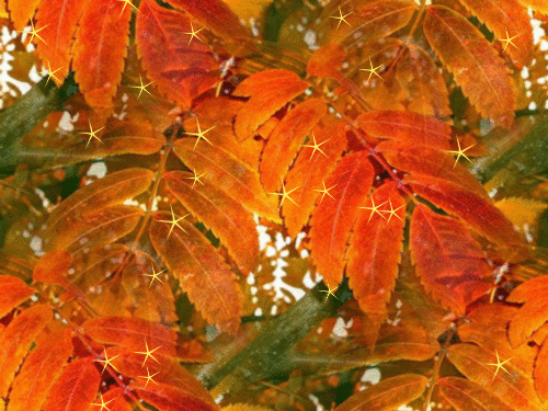 Поблескивающие рябиновые листья