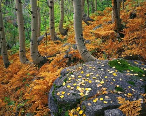 Осень в старом лесу
