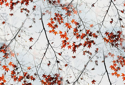 Осень. Последняя листва клена на на ветках