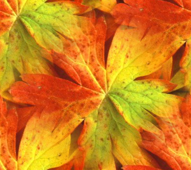 Золотая осень. Яркая листва