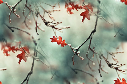 Осень. Последняя листва дуба на на ветках