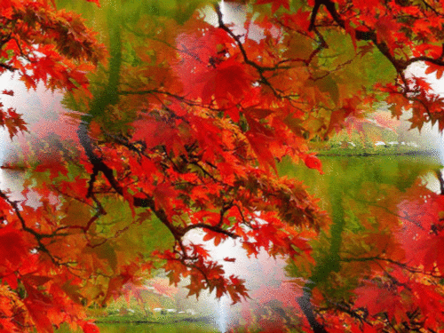 Красные листья клена над рекой