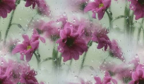 Цветы сквозь дождливое окно