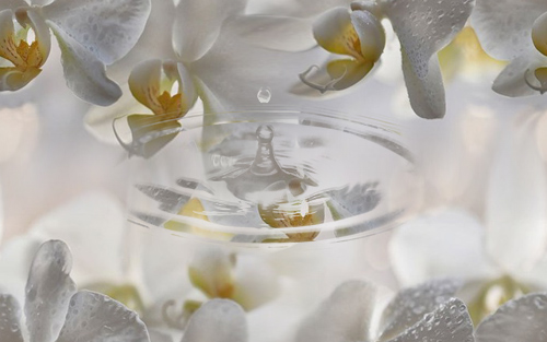 Белые орхидеи гад водой