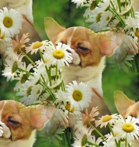 Собачка нюхает цветы