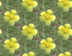Желтые цветы на зеленом