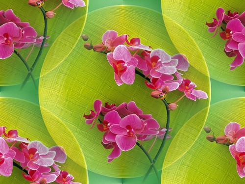 Орхидеи розовые на фоне с зелеными кругами