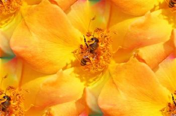 Пчелка на желтом цветке