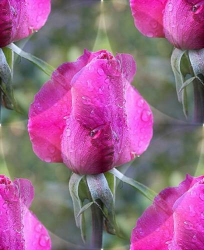 Яркие розовые розы на сером