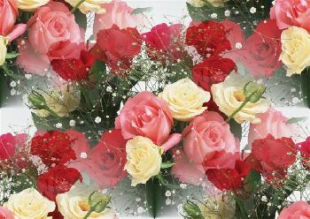 Красные,розовые и желтые розы