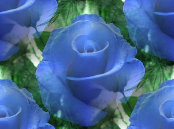 Голубые розы на фоне зелени