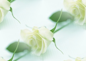 Белые розы на белом рядами на ветках