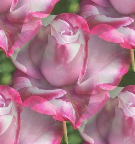 Розовые розы с переходом цвета