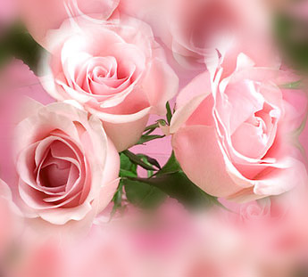 Розовые розы на розовом