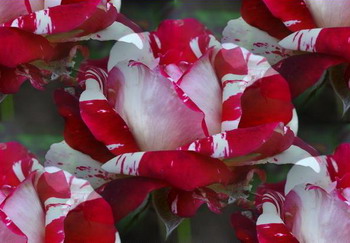 Бело-красные розы на зеленом
