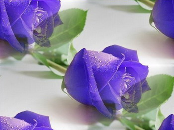 Синие розы на белом