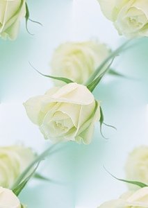 Белые розы на белом рядами