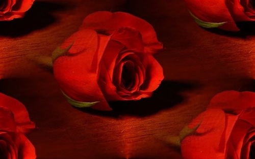 Красная роза на красном фоне