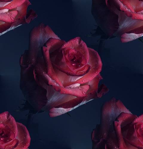 Бордовая роза на темно-синем