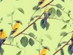 Желтые птицы не нежном зеленом  фоне