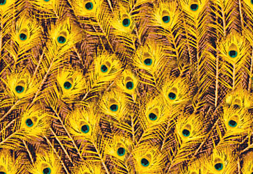 Павлиньи перья с преобладанием желтого