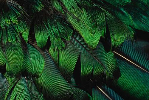 Красивые зеленые перья