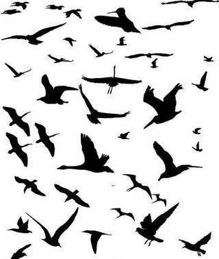Много черных птиц на белом