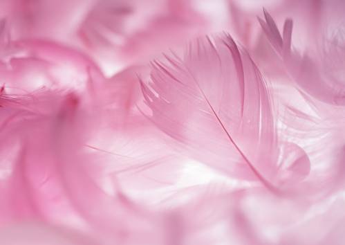 Розовые перышки