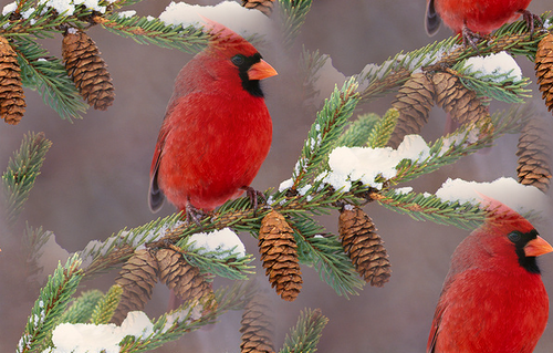 Красные птицы на заснеженных ветках