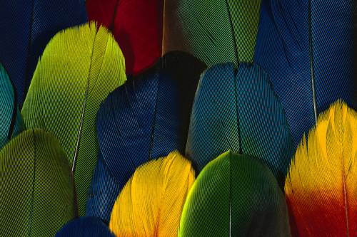 Большие разноцветные перья