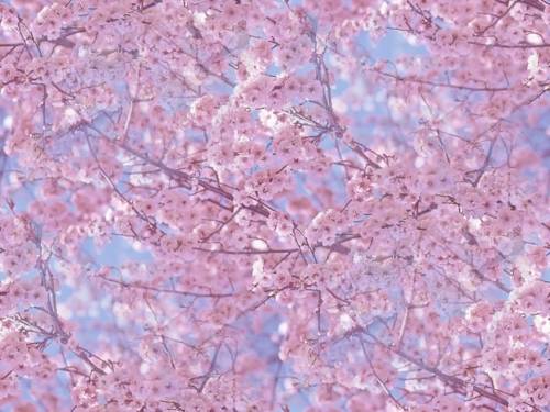 Розовое цветение деревьев на голубом фоне
