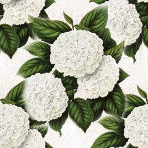 цветы белой гортензии