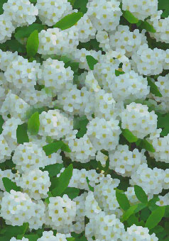 Белые цветы с нежной листвой