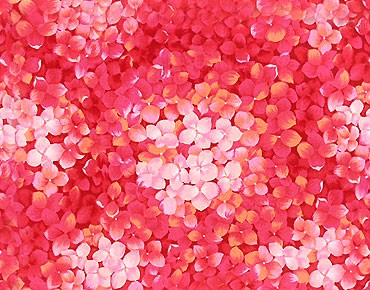 Яркие розовые цветы гортензии