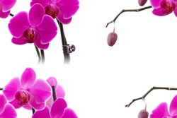 Розовые орхидеи яркие на белом фоне