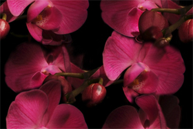 Орхидеи красные, большие на черном фоне