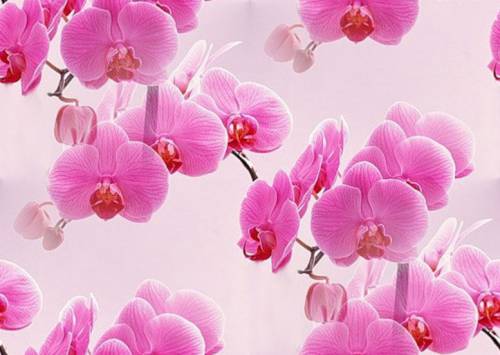 Красивые розовые орхидеи