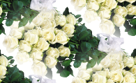 Белые розы с зеленью на белом