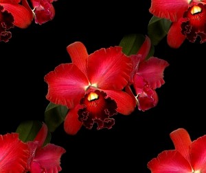 Орхидеи красные на черном фоне крупные