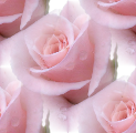Розовые розочки в каплях дождя