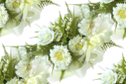 Белые цветы с зеленью на белом
