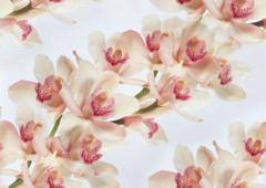 Орхидеи белые с розовым (3)